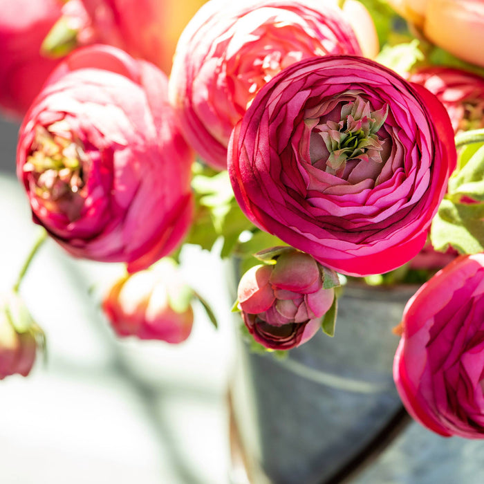 Summer Ranunculus Stem