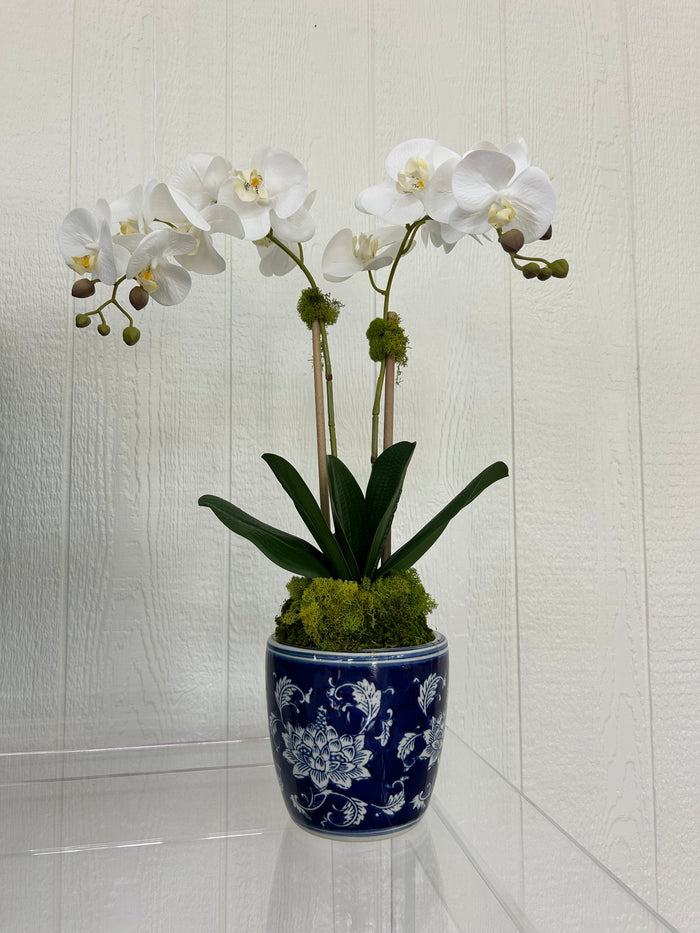 Medium Double Stem Orchid