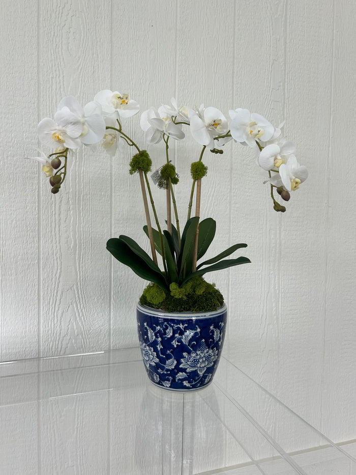 Large Triple Stem Orchid