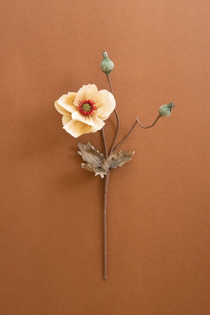Dried Poppy Stem