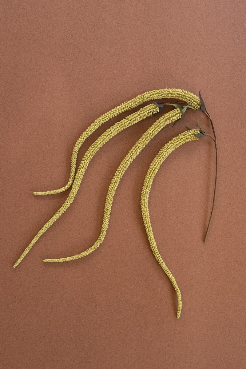 Golden Willow Catkin Stem