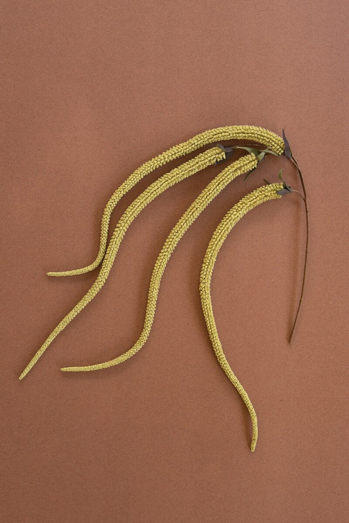 Golden Willow Catkin Stem